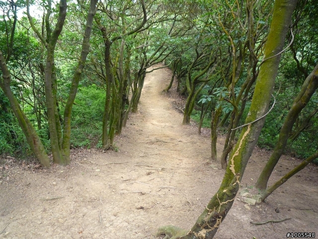 MV5騎樹林民和巷-大樹公-福源山步道