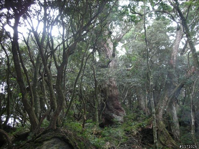 南插天山(增列2011/06/05夢、單車、南北插)