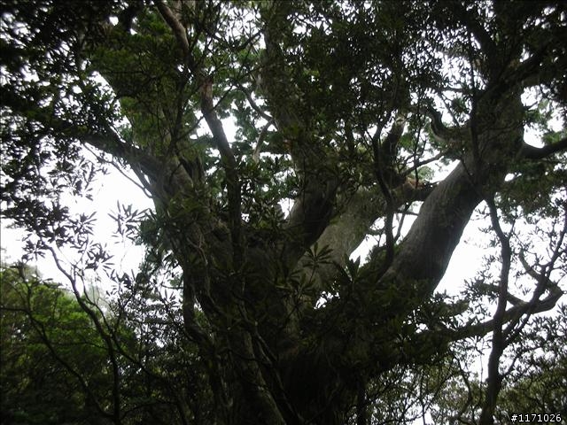 南插天山(增列2011/06/05夢、單車、南北插)