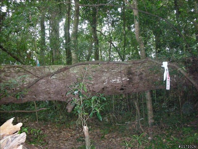 南插天山(增列2011/06/05夢、單車、南北插)