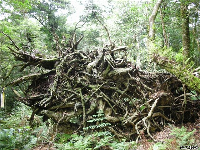 南插天山(增列2011/06/05夢、單車、南北插)