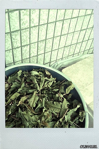 用hTC Magic/Hero拍出隨興lomo style相片