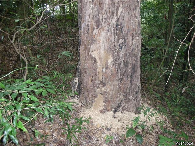 南插天山(增列2011/06/05夢、單車、南北插)