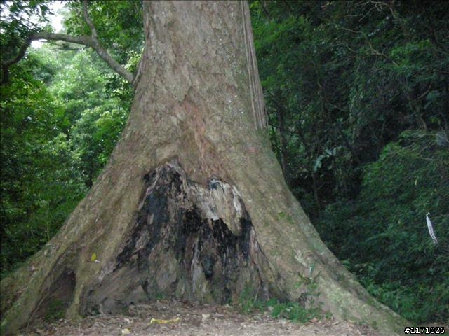 南插天山(增列2011/06/05夢、單車、南北插)