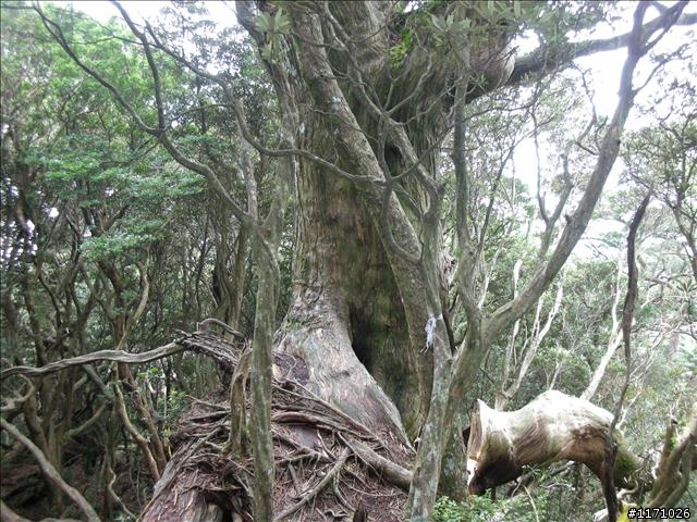 南插天山(增列2011/06/05夢、單車、南北插)