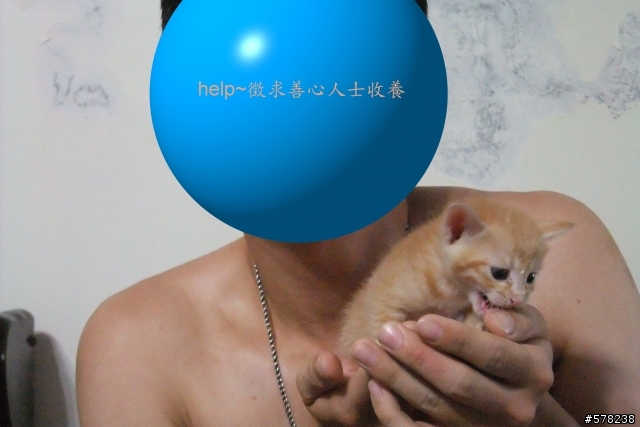 認養剛出生小貓....求有緣人~~