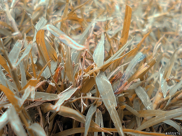 能用手機拍出好的照片嗎?