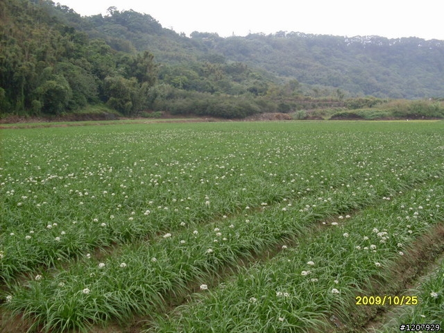 2009~10/25三鐵馬道+和平老街這回真的非常的.......