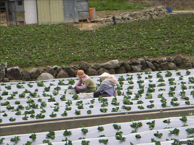 小折向前衝,2009苗栗縣騎單車挑戰部落高峰雪見之役