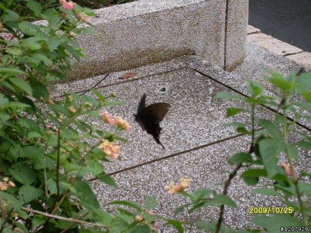 2009~10/25三鐵馬道+和平老街這回真的非常的.......