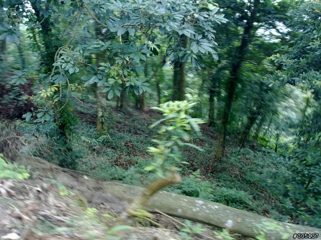 {遊記}10/23能高前哨站~土匪山林道地獄試煉