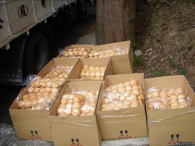 小折向前衝,2009苗栗縣騎單車挑戰部落高峰雪見之役