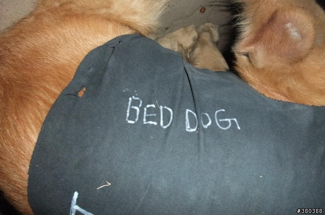 急!! 流浪的黃金獵犬 以附上照片