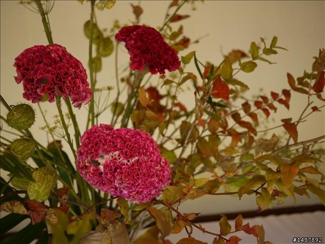 紅色GF1+20mm入手一星期