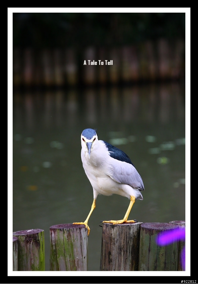 就是這個白~~小小白IS 11/19更新:附上解毒照囉