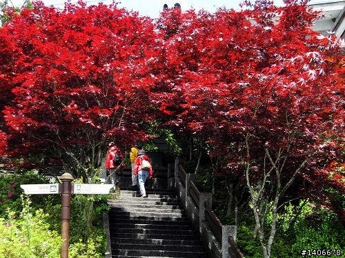 【景點】翠峰湖步道、太平山賞楓、鳩之澤溫泉一日遊