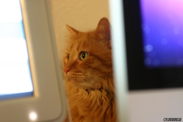 iMac 21.5的頭香搶不到了,來點兒另類的“肥貓”開箱文