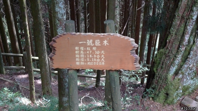 聆聽山林的痛.. 觀霧國家森林遊樂區