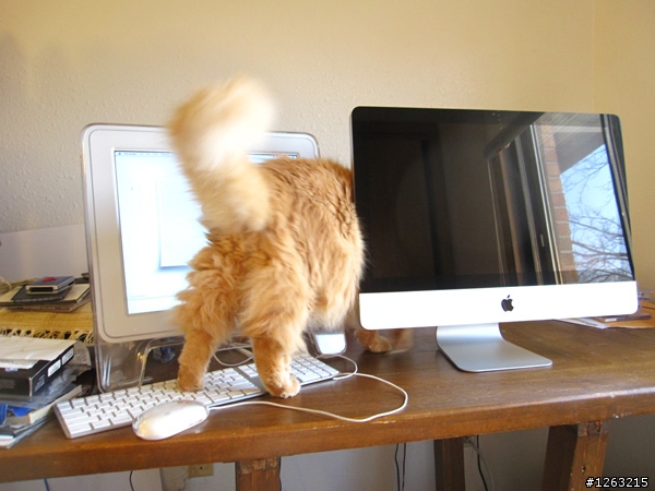 iMac 21.5的頭香搶不到了,來點兒另類的“肥貓”開箱文