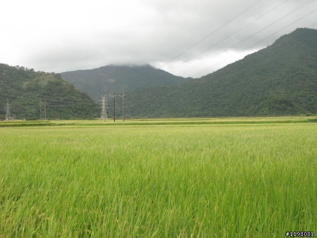 【探索‧冒險‧追求自由】花東地區、阿里山、高樹神獅、杉林溪