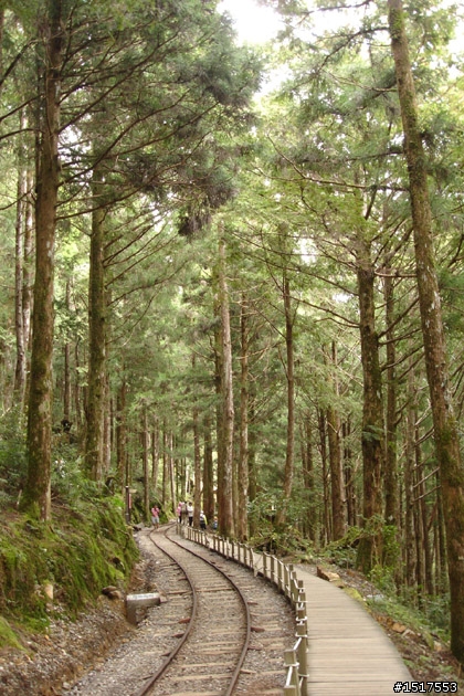 小白鵝之單人太平山2日1夜遊