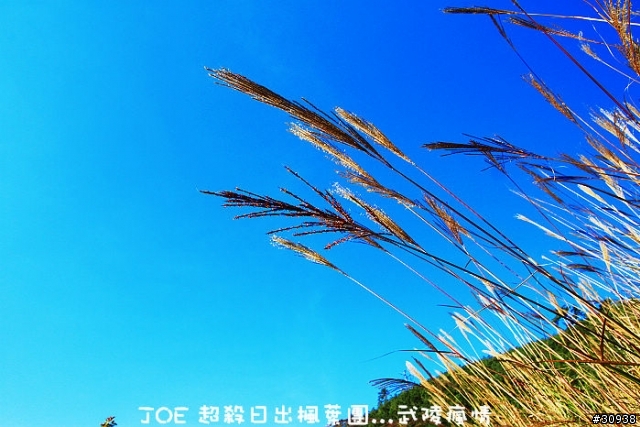 武陵 攝日拍楓 必殺團(圖多慎入)大成功...