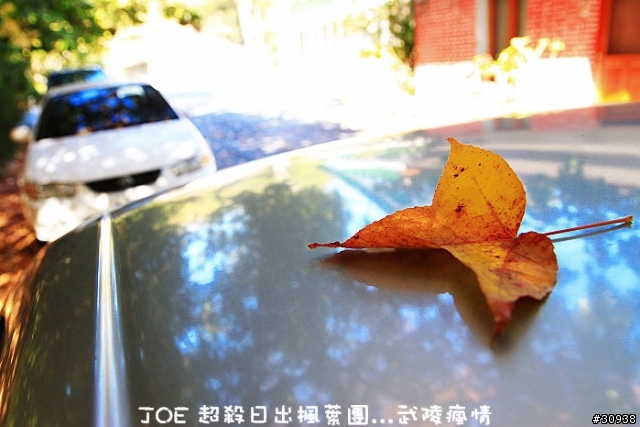 武陵 攝日拍楓 必殺團(圖多慎入)大成功...