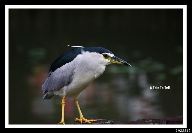 就是這個白~~小小白IS 11/19更新:附上解毒照囉