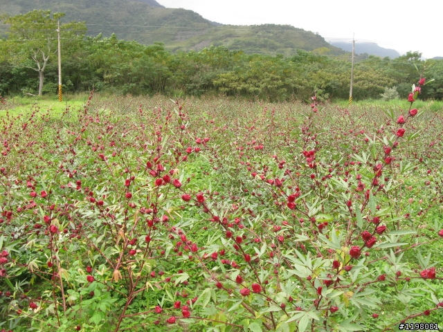 【探索‧冒險‧追求自由】花東地區、阿里山、高樹神獅、杉林溪