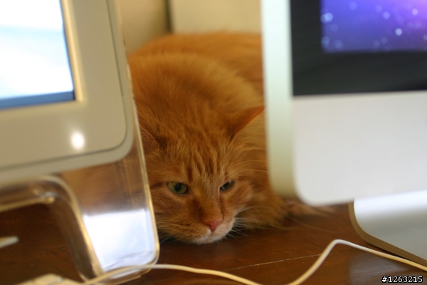 iMac 21.5的頭香搶不到了,來點兒另類的“肥貓”開箱文