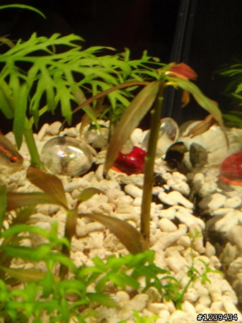 逆境求生,珊瑚砂水草魚缸!?