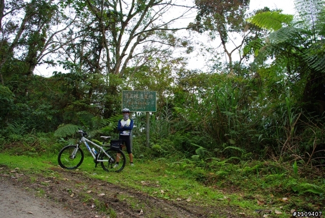尋找楓葉:和平部落爬上羅山林道