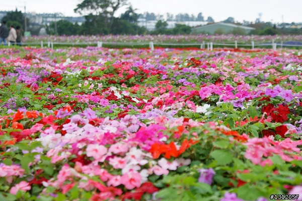 18-70-輕巧好用的標準鏡-攝*2009新社花海*