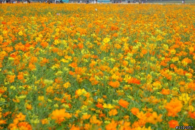 18-70-輕巧好用的標準鏡-攝*2009新社花海*