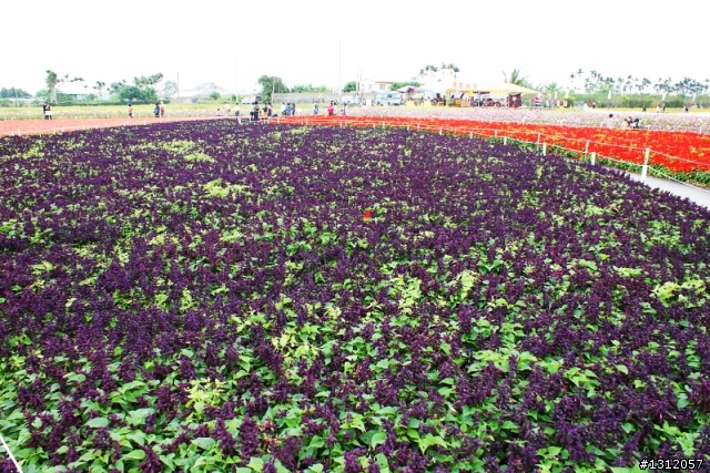 18-70-輕巧好用的標準鏡-攝*2009新社花海*