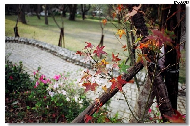 ﹝分享﹞M家傳統機身好物--MINOLTA XG-M / X-70