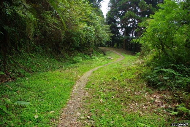 尋找楓葉:和平部落爬上羅山林道