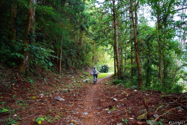 尋找楓葉:和平部落爬上羅山林道