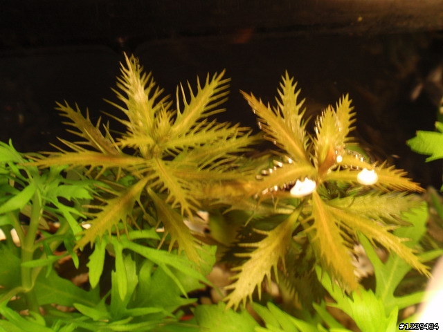 逆境求生,珊瑚砂水草魚缸!?