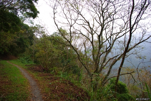 尋找楓葉:和平部落爬上羅山林道