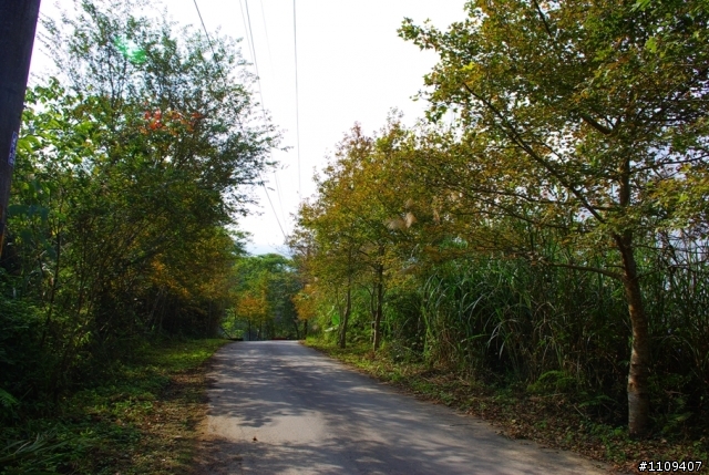 尋找楓葉:和平部落爬上羅山林道