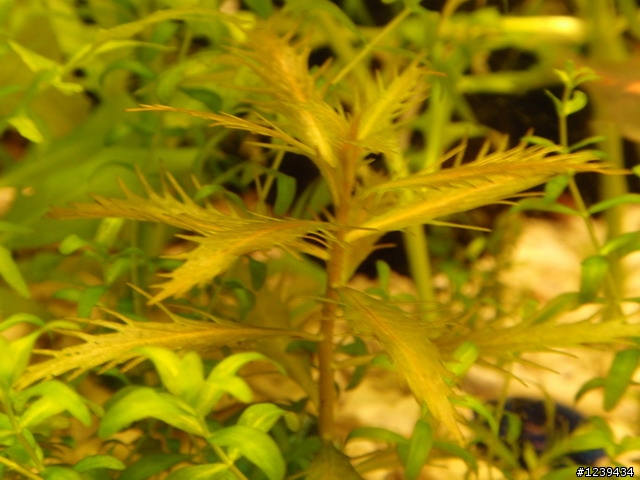 逆境求生,珊瑚砂水草魚缸!?