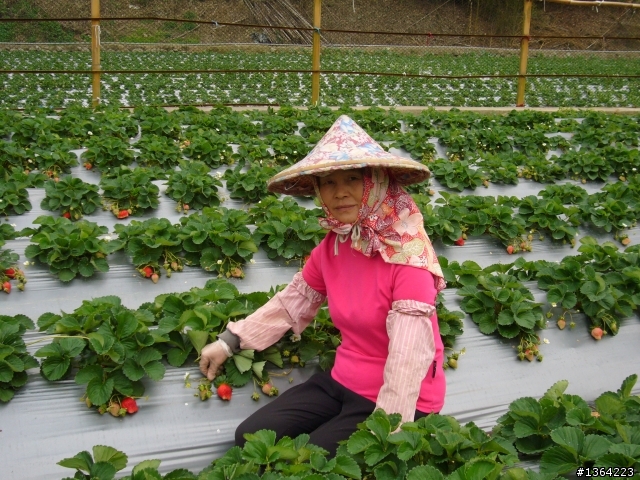 出發總是有個方向*走*大湖採草莓