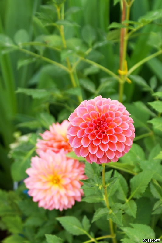 18-70-輕巧好用的標準鏡-攝*2009新社花海*