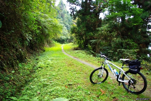 尋找楓葉:和平部落爬上羅山林道
