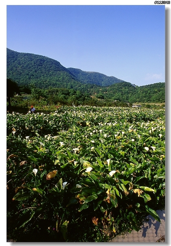 ﹝分享﹞M家傳統機身好物--MINOLTA XG-M / X-70