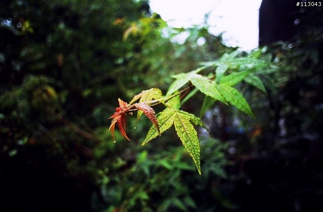 ﹝分享﹞M家傳統機身好物--MINOLTA XG-M / X-70