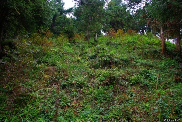 尋找楓葉:和平部落爬上羅山林道