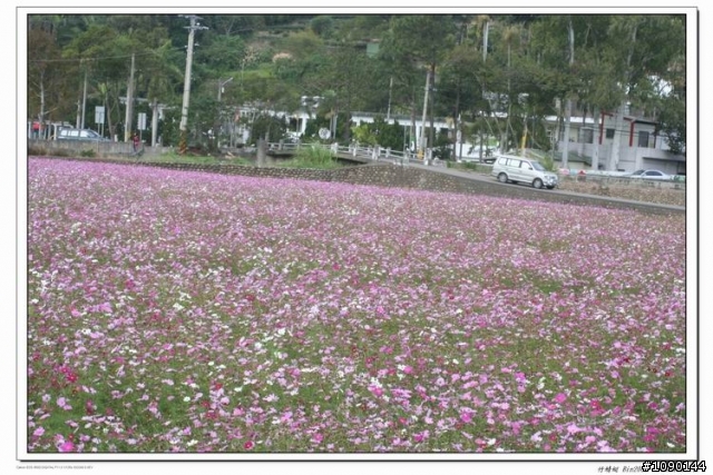 預約美麗波斯菊花海
