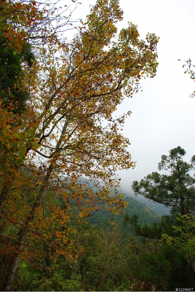 尋找楓葉:和平部落爬上羅山林道